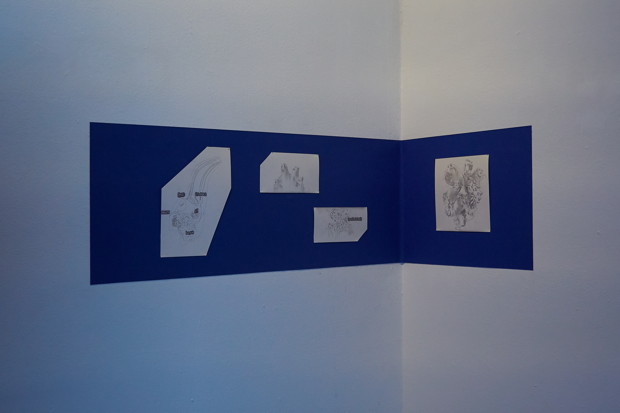 Haejung Jung Solo Exhibition: Sea Squirt and I